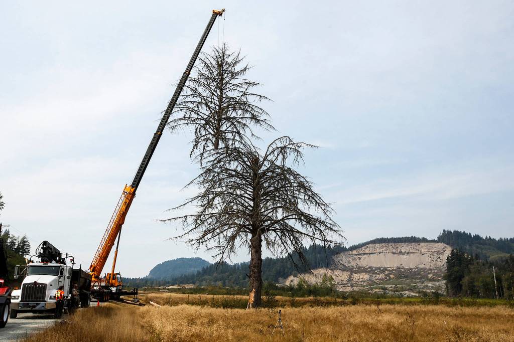 A crane hoists the upper portion of a Sitka spruce tree during its removal at the Oso mudslide site on Sept. 16 in Oso. For nearly three-and-a-half years, the damaged tree stood guard at the site of the 2014 mudslide. More than 100 feet tall, it was the largest tree to withstand the force of the mud. A tree expert believes suffocation from the mud caused its slow demise. (Ian Terry / The Herald)