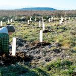 Kyle Ostermick-Durkee flattens mulch around newly planted shrubs near Crockett Lake. (Laura Guido / Whidbey News-Times)