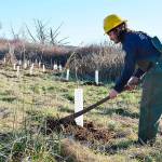 Paolo Rosen, from the Washington Conservation Corps, spreads mulch around a newly planted shrub near Crockett Lake. The Whidbey Camano Land Trust hired the group to help with planting more than 1,700 shrubs and small trees. (Laura Guido/Whidbey News-Times)