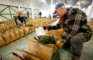 Jim Weisenbach helps the Snohomish Conservation District get ready for the annual plant sale at the fairgrounds. Weisenbach enjoys the work as well as all the young people who participate. (Dan Bates / The Herald)