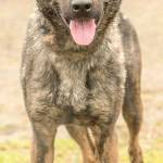 Akaida is a gorgeous girl looking for a family with working breed experience. She is very intelligent and knows several commands. She can become bored very quickly and will destroy household items when left alone. Due to her possessiveness over toys she will need an adult only home. She loves to swim, fetch, cuddle and play with toys. She has lived with other dogs but it takes her awhile to warm up. She will need a meet and greet with any resident canines and a feline free home. (Curt Story/Everett Animal Shelter)