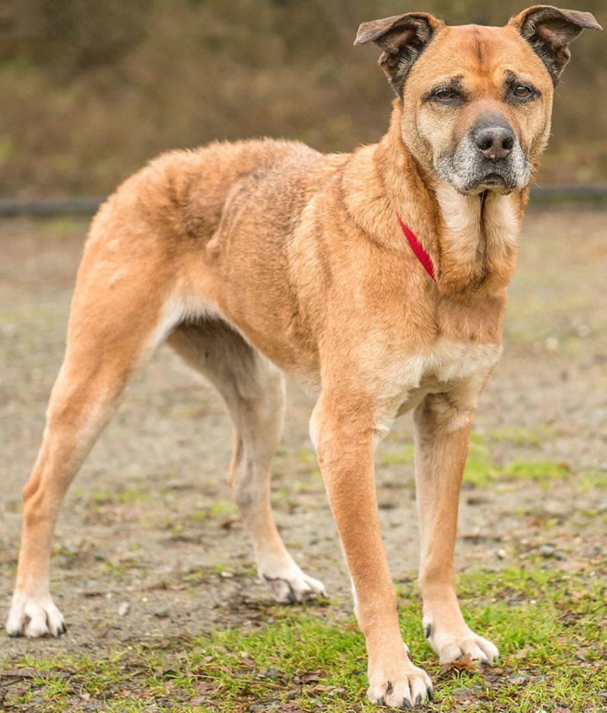 Laurie came into the shelter in rough shape. Our vet staff removed a benign mass from her leg and ran bloodwork. She is now ready to find her forever family! She is looking for a home without small children. She has done OK with other dogs here at the shelter but would like a meet and greet with any resident canines. (Curt Story/Everett Animal Shelter)