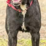 Lucy is a very active engaging dog! She is crate and house trained and loves going runs. She has lived with other dogs and enjoys their company but can sometimes be a pest. Lucy is a very strong dog that needs a strong confident handler. She knows several tricks including high five! Lucy does need a secure fenced yard and to travel in a crate while in vehicles. (Curt Story/Everett Animal Shelter)