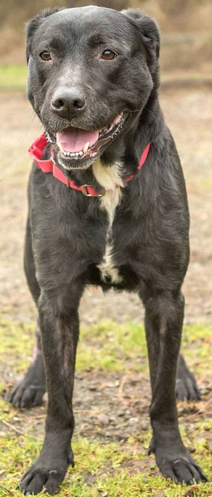 Lucy is a very active engaging dog! She is crate and house trained and loves going runs. She has lived with other dogs and enjoys their company but can sometimes be a pest. Lucy is a very strong dog that needs a strong confident handler. She knows several tricks including high five! Lucy does need a secure fenced yard and to travel in a crate while in vehicles. (Curt Story/Everett Animal Shelter)