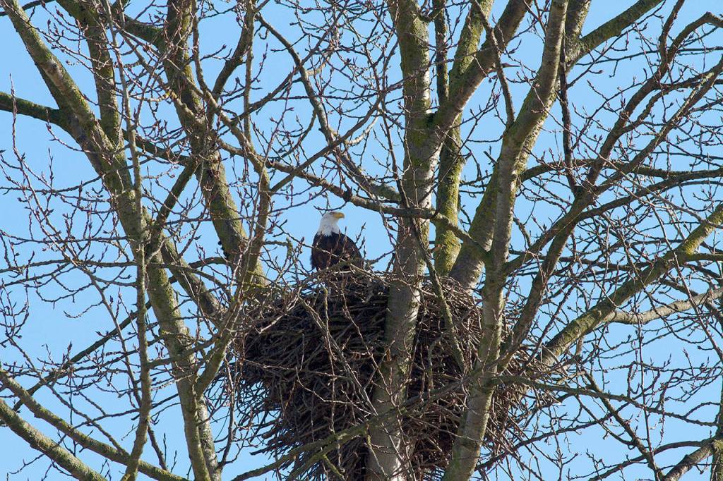 A recent state study found 1,334 bald eagle nesting sites, though not all are active. (Photo by Mike Benbow)