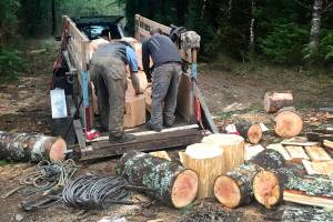 2 arrested on suspicion of illegally cutting down Douglas fir trees