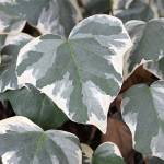 Great Plant Pick: ‘Glorie de Marengo,’ variegated Algerian ivy