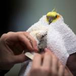 Looking like it is at a spa, a cockatiel named Milhouse undergoes nail clipping and filing. (Andy Bronson / The Herald)