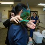 Dr. Lara Backus reaches around veterinary technician K.C. Dill toward River, a green-cheeked conure, who is avoiding going back into an enclosure after a nail trimming at Bothells Center for Bird and Exotic Animal Medicine. (Andy Bronson / The Herald)