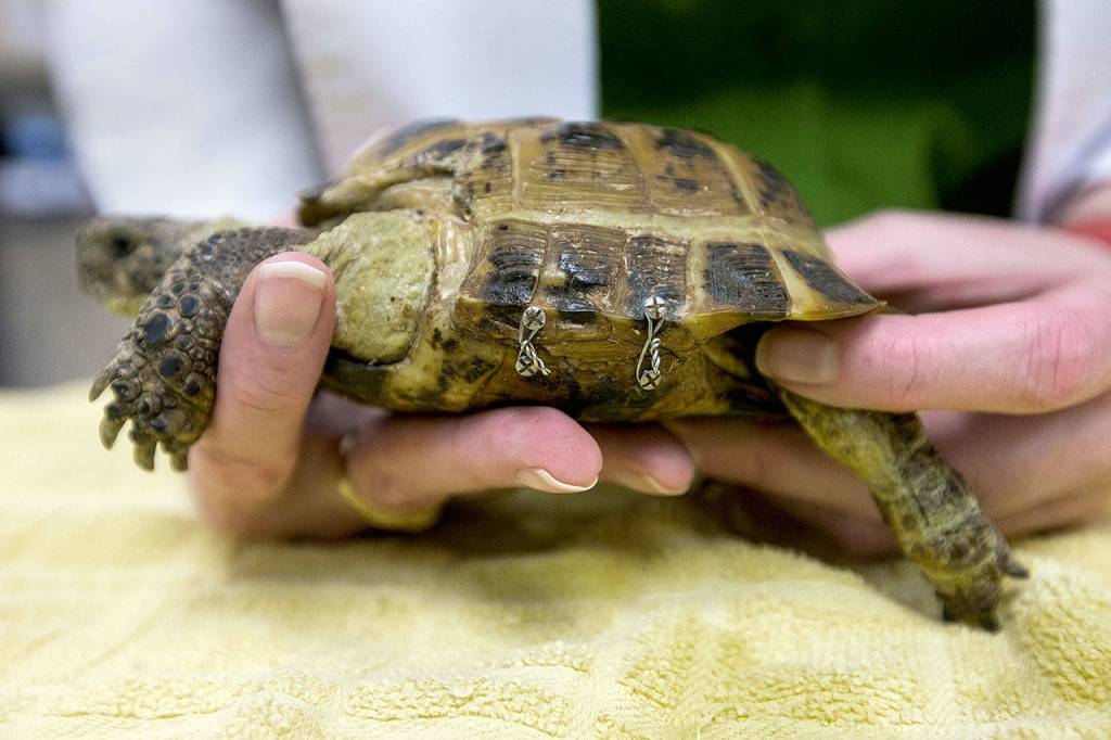 Wires and screws are used to help a Russian tortoise named Rasputin heal from a fracture. (Andy Bronson / The Herald)