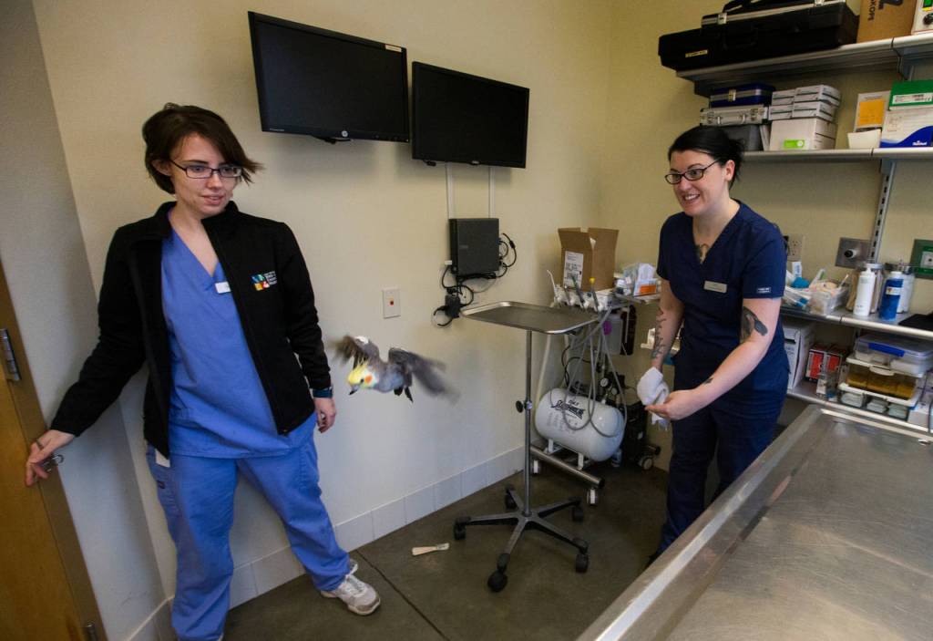 Dr. Lara Backus (left) and vet tech K.C. Dill watch a cockatiel named Milhouse fly to the floor after a feather clipping. (Andy Bronson / The Herald)