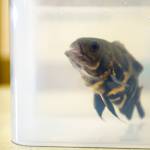 An Oscar fish named Curly swims after an checkup examination after suffering a stroke. (Andy Bronson / The Herald)