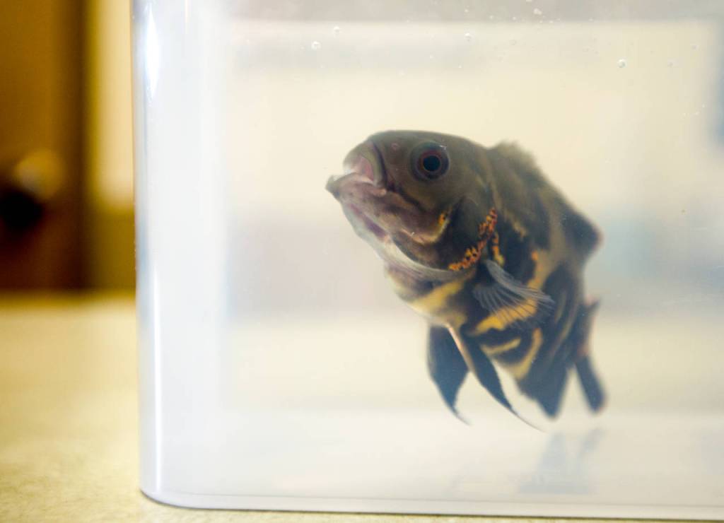 An Oscar fish named Curly swims after an checkup examination after suffering a stroke. (Andy Bronson / The Herald)