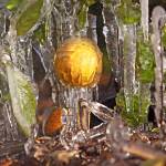 Oranges are encrusted in ice as citrus growers protect their trees from the sub freezing temperatures spraying water on them Thursday. Hard freeze warnings are in effect for the Panhandle and much of northern Florida. (Red Huber/Orlando Sentinel via AP)