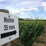 The Malbec block at Seven Hills Vineyard in the Walla Walla Valley was one of the first blocks planted in Pacific Northwest. (Andy Perdue/Great Northwest Wine)