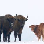 A farmyard cow, seen here Jan. 20 with a group of bison near Wasilkowo village in Poland, has chosen to roam with the bison herd since escaping its pen three months ago. (Rafal Kowalczyk via AP Photo)
