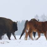 The cow has been spotted following the bison across meadows bordering a forest in eastern Poland as they forage for food. (Rafal Kowalczyk via AP Photo)