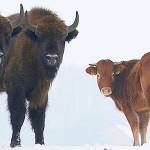 Cow escapes farm to run free with wild bison in Poland