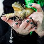 Snohomish Slew, a bullfrog, is seen at Snohomishs 13th Annual Groundfrog Day celebration on Saturday. (Ian Terry / The Herald)