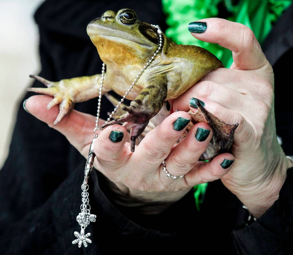 Snohomish Slew, a bullfrog, is seen at Snohomishs 13th Annual Groundfrog Day celebration on Saturday. (Ian Terry / The Herald)