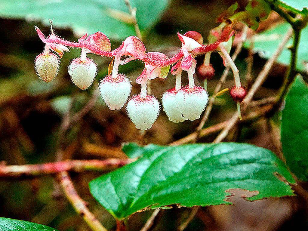Salal can grow into a shiny green understory in your tree-filled yard. (Herald file photo)