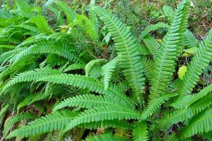 These native plants can grow in the shade of a tall evergreen