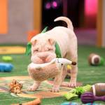 Mr. Wigglesworth takes the field for Puppy Bowl XIV. (Damian Strohmeyer/Animal Planet)