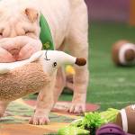 Behind the scenes at ‘Puppy Bowl,’ TV’s most adorable event