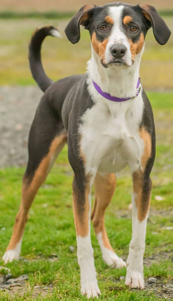 Stella is a young active dog in need of some training. She is very particular about who she likes but once she is comfortable with you she loves to play fetch and cuddle with her people. She does not like quick movements and is in search of an adult only home that is ready to help her become a move confident well-adjusted dog. She will chew up household items if left unattended. Stella has never lived with cats and need a meet and greet with any resident canines. (Curt Story/Everett Animal Shelter)