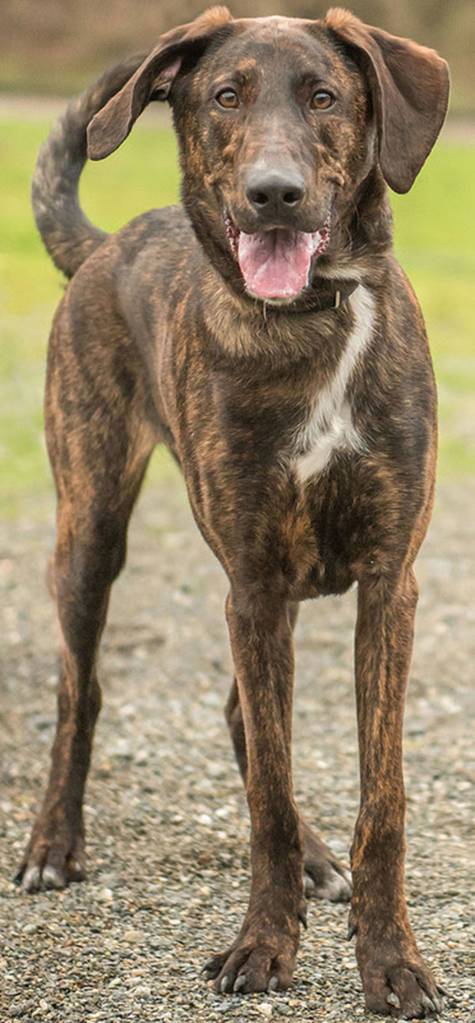 Thunder is an active young dog! He is looking for a home that is committed to training and helping him become a good canine citizen. He has some anxiety when left alone which causes him to bark and chews household items. Thunders new home must be free of any small critters, cats and small dogs. (Curt Story/Everett Animal Shelter)