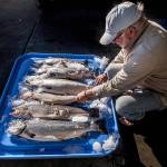 Riley Starks, of Lummi Island Wild, a wild-salmon purveyor, shows three farm-raised Atlantic salmon that were caught alongside healthy Kings in Point Williams in August, after the accidental release. (Dean Rutz / The Seattle Times file)
