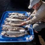 5 counties warned state about salmon-farming back in 2012