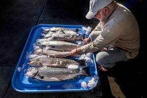 5 counties warned state about salmon-farming back in 2012