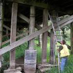 A Snohomish County bridge inspector gets ready to examine the integrity of timber supports on the Riley Slough Bridge on Tualco Road in this August 2014 photo. The county is getting ready to replace the old bridge. (Contributed photo)
