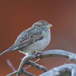 A sparrow finds a perch on a Japanese maple. (photo by Mike Benbow)