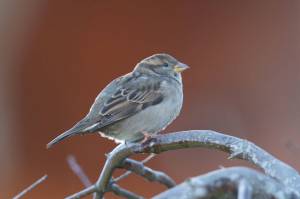A sparrow finds a perch on a Japanese maple. (photo by Mike Benbow)