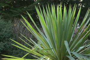 Great Plant Pick: Yucca recurvifolia, curve-leaf yucca