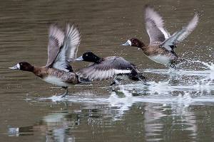 Herald photos of the week