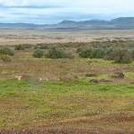 This is the remote area where skeletal remains were found in a badger hole north of Mountain Home, Idaho. (Paul Boehlke/ KTVB via AP, File)