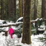 Hazel Loerch plays in the woods near the Mountain Loop Highway, where its gated for the winter at Deer Creek. (Jessi Loerch / Herald File)