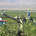 A crew mechanically harvests grapes on the western edge of the Wahluke Slope, one of the most important regions for the Washington wine industry. (Photo by Andy Perdue/Great Northwest Wine)