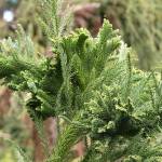 Richie Steffen                                Crested Japanese cedar has cockscomb growth that adds geometric interest to the garden.