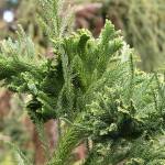 Great Plant Pick: Cryptomeria japonica ‘Cristata,’ crested Japanese cedar