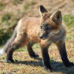 Art galleries and exhibits in and around Snohomish County