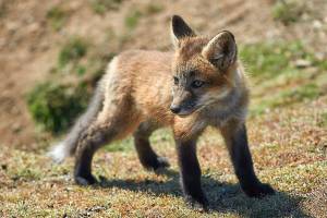 Art galleries and exhibits in and around Snohomish County