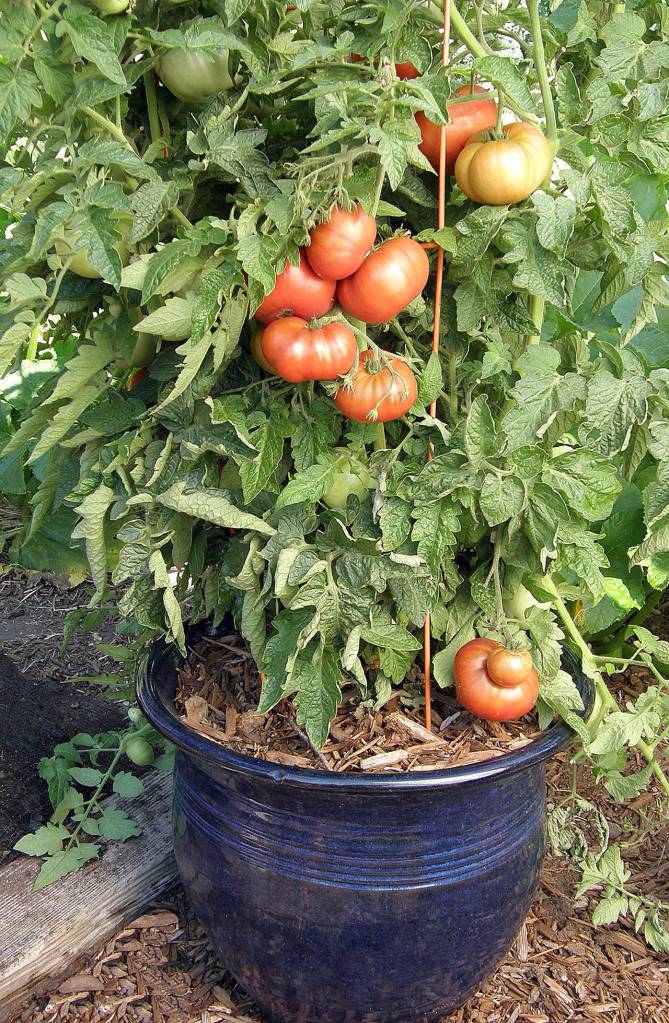 Tasmanian Chocolate is a new variety of container plant that produces organic heirloom tomatoes. It gets its name from its light chocolate colored fruit. (Photo courtesy of Renees Garden)