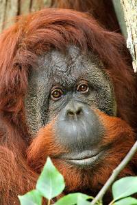 Carolyn Sellar                                Woodland Park Zoo is throwing a 50th birthday party for orangutan Chinta, 10 a.m. to 2 p.m. Feb. 17.