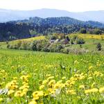 Discovering the romance of Germany’s Black Forest