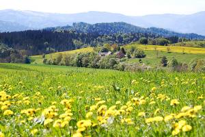 Discovering the romance of Germany’s Black Forest