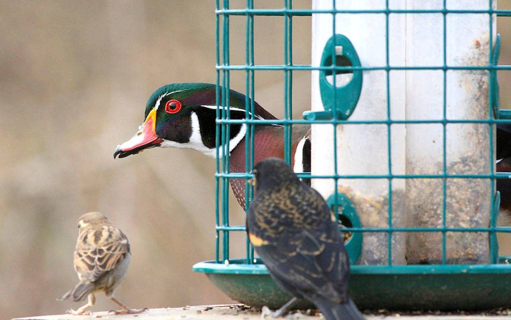 Sometimes bird feeders attract the unusual, like this wood duck. (Photo by Mike Benbow)